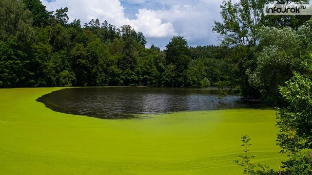 13. Водоросли. Одноклеточные водоросли смотреть онлайн