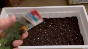 Как вырастить Петрушку на подоконнике