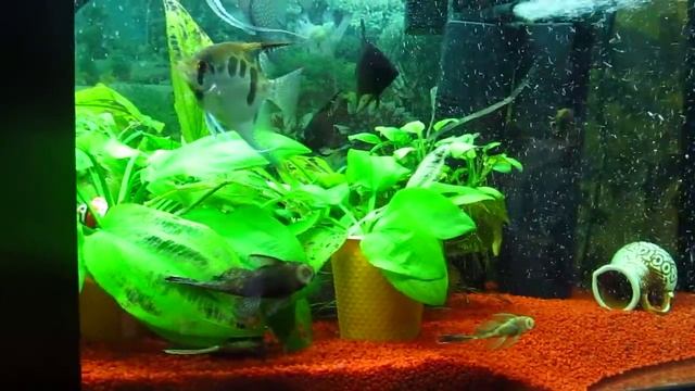 Полосатый сом выплыл из пещеры смотреть онлайн