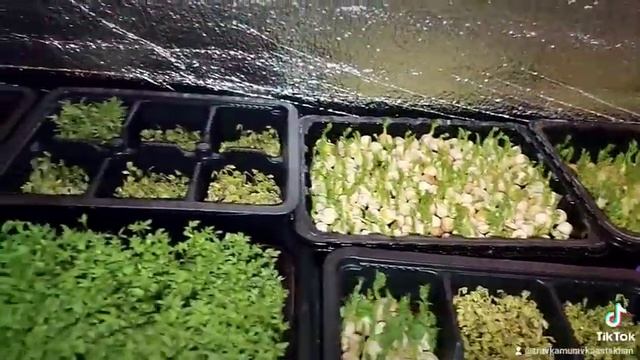 микрозелень в Астрахани смотреть онлайн