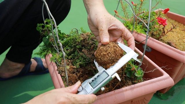 南非龜甲龍種植一年半可以長多大？【2024/04/27】 смотреть онлайн