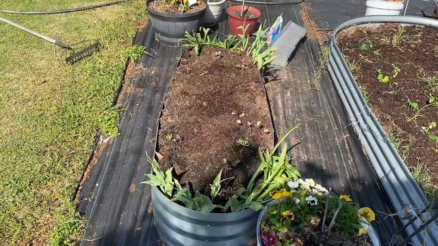 Planting sweet potato slips in a raised bed; planting watermelon plants 🍉🍠🌱🪴🌻 смотреть онлайн