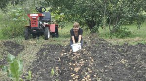 Агромаш МТ-110 , мотоблок и Я! На уборке картофеля 2023г.