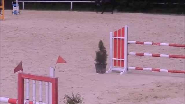 FOR SALE - Rembrandt - *2010,stallion, Comero x Buenos xx, www.salesporthorses.com смотреть онлайн