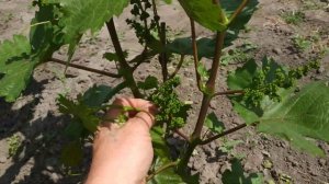 Виноград . 2й год . Удаляем пасынки и лишние грозди