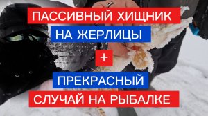 ПАССИВНЫЙ ХИЩНИК на ЖЕРЛИЦЫ! ПРОВОЦИРУЕМ ЩУКУ на АТАКУ.