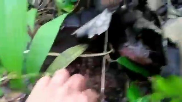 HOYA INDORENSIS смотреть онлайн