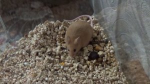 Мышата! Сколько Рыжуля родила мышат? (метисы или гибриды мышей)