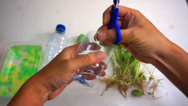 How To Grow Gotu Kola from Cuttings in Hydrogel | Centella Asiatica | Gardening Tips смотреть онлайн