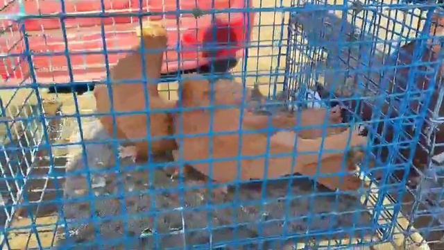 9.03.2025г Ярмарка Ленинградской ч. 3 👍 смотреть онлайн