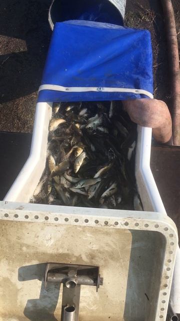 Разгрузка Белого Амура