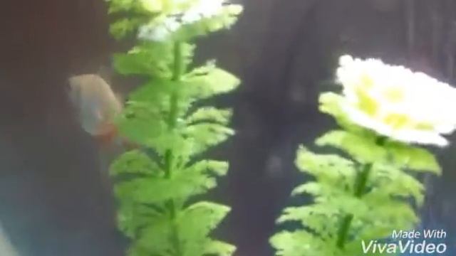 Мои рыбки!😘😙 Индианка и Пучиглазик смотреть онлайн