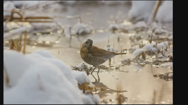 Март. Песня жаворонка. Петр Ильич Чайковский. смотреть онлайн