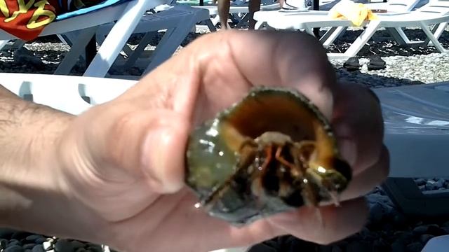 Краб отшейник смотреть онлайн