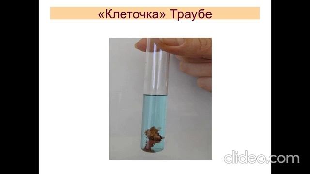 Клетка Траубе смотреть онлайн