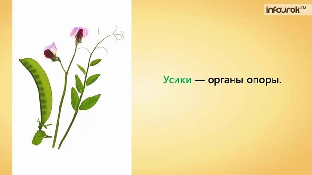 27. Влияние среды на строение листа. Видоизменение листьев смотреть онлайн