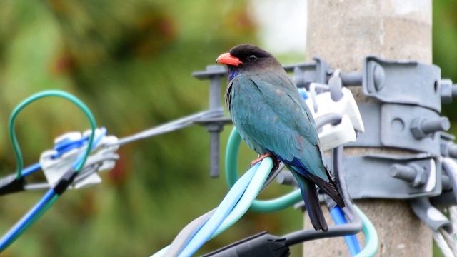 バードウォッチング　ブッポウソウ　Oriental dollarbird 2018年 смотреть онлайн