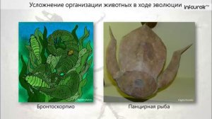 61. Усложнение строения животных и многообразие видов как результат эволюции