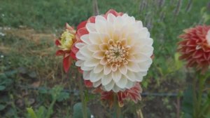 Георгины в моем саду #георгины #цветы #лето #сад