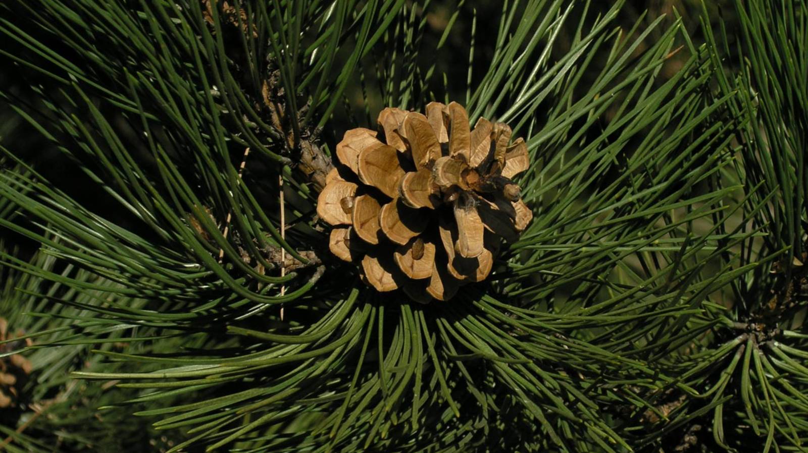 Сосна Чёрная