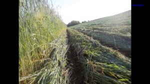 Зональный роллер. Технология No Till. Технология Strip Till.