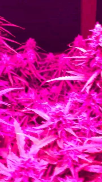 Última semana con Led 24/0 смотреть онлайн