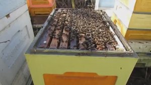 март на пасеке - ставлю белково дрожжевую подкормку и воду пчелам поле весеннего облета , 9.03.2025