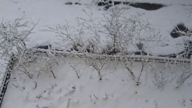 Такої зими ще не було цієї весни)). Погода в Житомирі сьогодні. Як вам погодка? смотреть онлайн