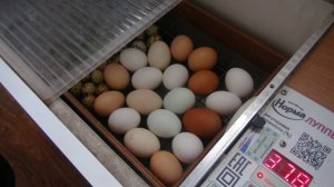 Черная Львинка возрождение. Инкубация яиц.