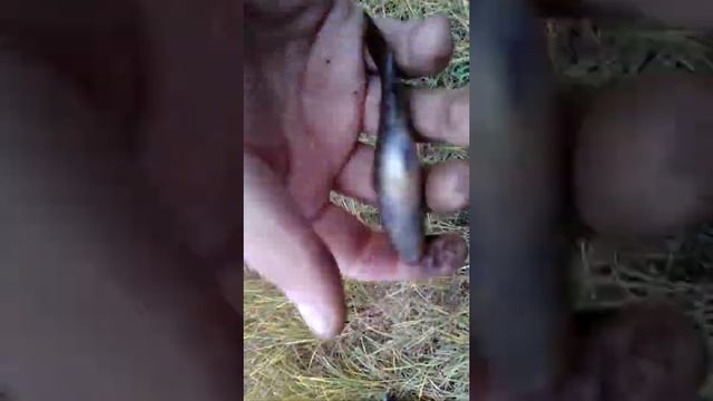 Рыбалка ротан озеро красиво много рыба смотреть онлайн