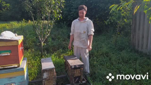 ❗ПРОВЕРЯЮ ЛОВУШКИ.17.06.23 СКОЛЬКО РОЁВ ПОПАЛОСЬ? #рой #роеловство #пасека #пчелы #пчеловодство смотреть онлайн