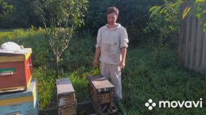 ❗ПРОВЕРЯЮ ЛОВУШКИ.17.06.23 СКОЛЬКО РОЁВ ПОПАЛОСЬ? #рой #роеловство #пасека #пчелы #пчеловодство