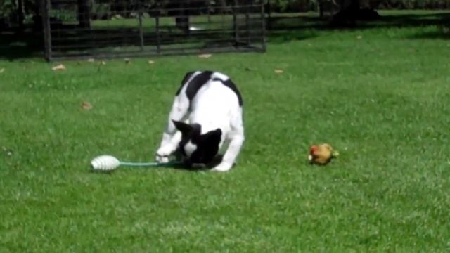 French bulldog puppy for sale (male) Gilbert смотреть онлайн