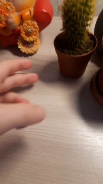 новый кактус