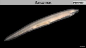 28. Тип Хордовые. Подтип Бесчерепные