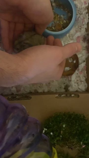 DWARF HAMSTER LOOKIN CUTE 🥰// Shirley Lets Us Scoop Her Up and Hold Her! смотреть онлайн