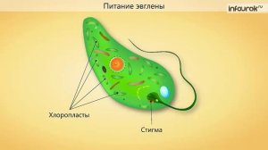 7. Подцарство Одноклеточные. Класс Жгутиконосцы