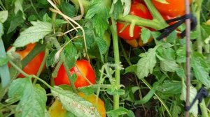 томат Лентяйка