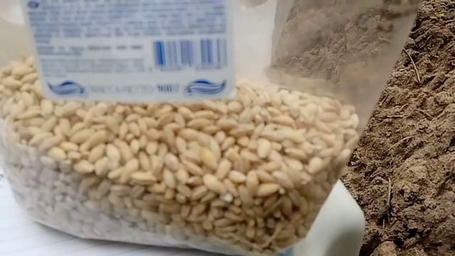 Отвратительный ячмень смотреть онлайн