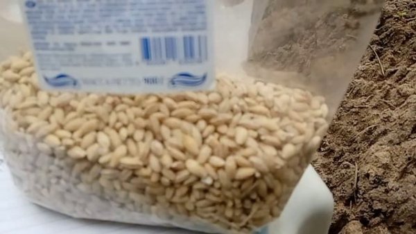 Отвратительный ячмень