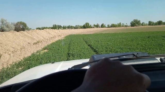 Обзор всходов суданки и люцерны 2021 смотреть онлайн