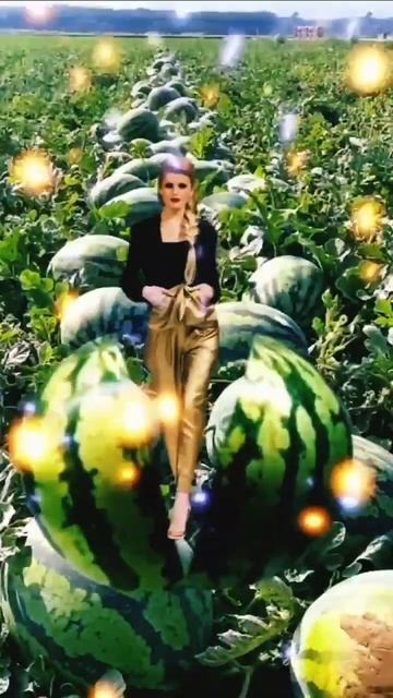 watermelon harvesting #short смотреть онлайн