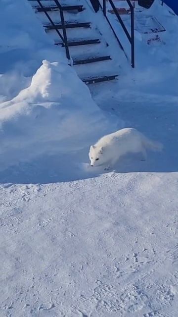 Север! Писец! Красота! смотреть онлайн