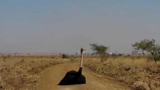 Nairobi 2009 Страус на дороге смотреть онлайн