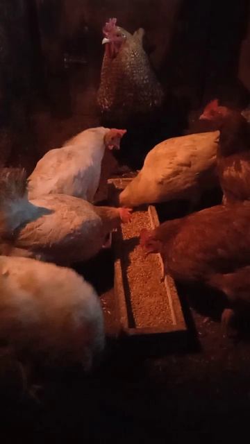 Не забывайте давать курам-несушкам песок мел и ракушку смотреть онлайн