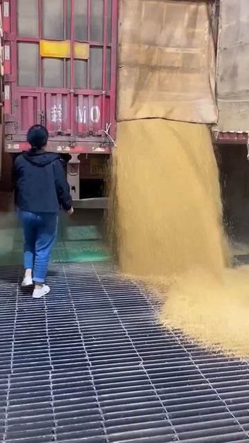 The grain is unloaded into the barn door смотреть онлайн