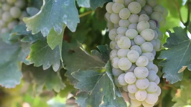 Climate Smart Agriculture - The advantages of using TerraClim смотреть онлайн