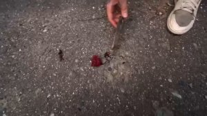 жёсткий момент с телеграмма Макса Ващенко