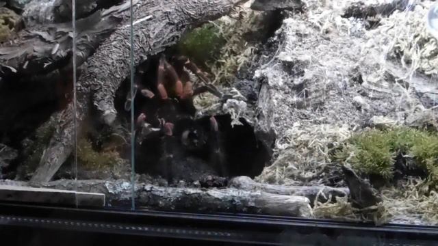 The Mating of Megaphobema mesomelas in February 12th, 2017. смотреть онлайн