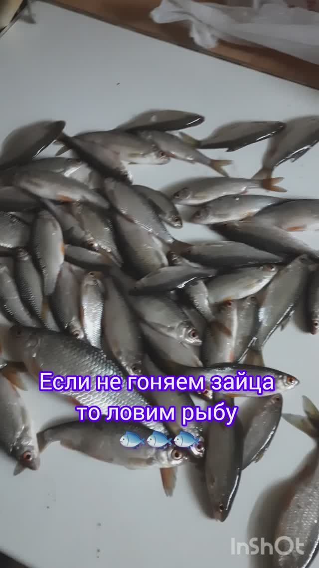Если не гоняем зайца то ловим рыбу 🐟 🐟 🐟.#рыбалка #fishing #щука#охотасгончей#топ #hunting #trou смотреть онлайн